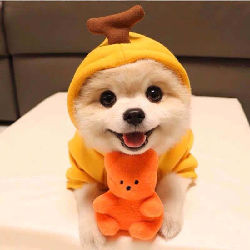 Cute Fruit Dog Clothes For Small Dogs Hoodies Winter